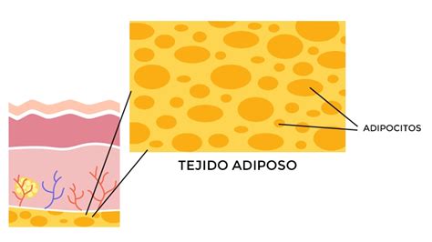 Ilustración anatómica del abdomen mostrando la acción del gel sobre el tejido adiposo y la piel