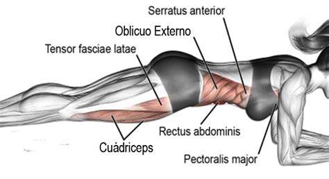 infografía detallando la musculatura implicada en una plancha abdominal