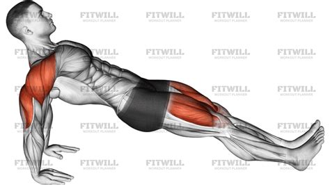 diagrama de la plancha invertida mostrando la activación de la cadena posterior