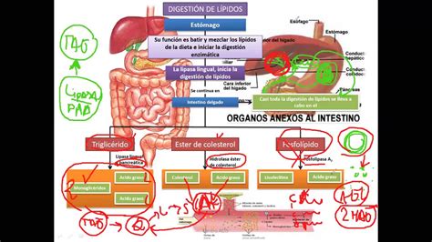 Diagrama simplificado del proceso de digestión y absorción de lípidos en el intestino delgado, mostrando la acción de las sales biliares y lipasas, la formación de micelas y quilomicrones.