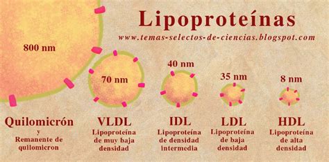 Infografía comparativa de las principales lipoproteínas (QM, VLDL, LDL, HDL), mostrando su tamaño relativo, composición lipídica y proteica, y su función principal.
