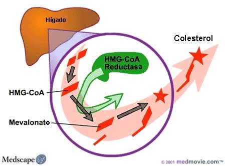 Esquema detallado de la vía de síntesis del colesterol en el hígado, destacando la enzima HMG-CoA reductasa.