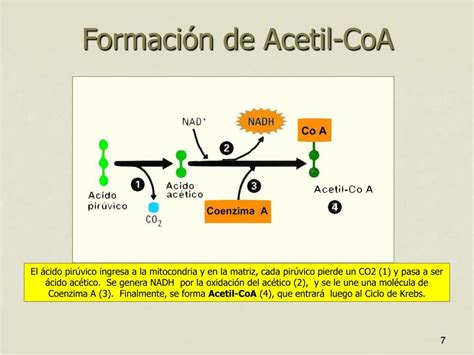 Diagrama que ilustra el proceso de lipogénesis, mostrando la conversión de acetil CoA en ácidos grasos y triglicéridos en el citoplasma.