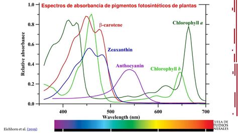 Espectros de absorción de pigmentos fotosintéticos de una cepa de bacteria roja del azufre (<em>in vivo</em> y extraídos).