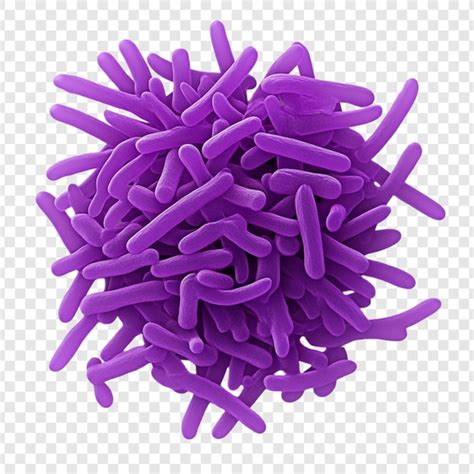 Representación detallada de la maquinaria fotosintética de bacterias púrpuras, incluyendo complejos antena y centro de reacción.