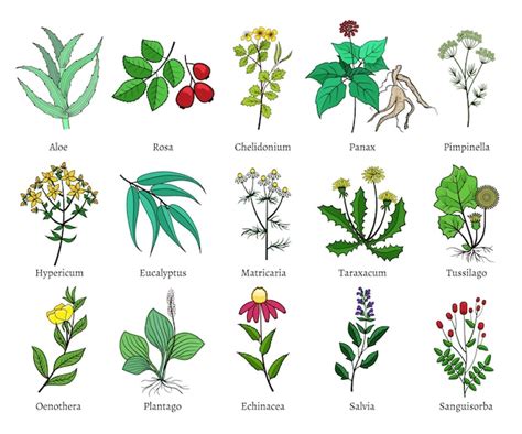 Ilustración de hierbas medicinales y su uso tradicional