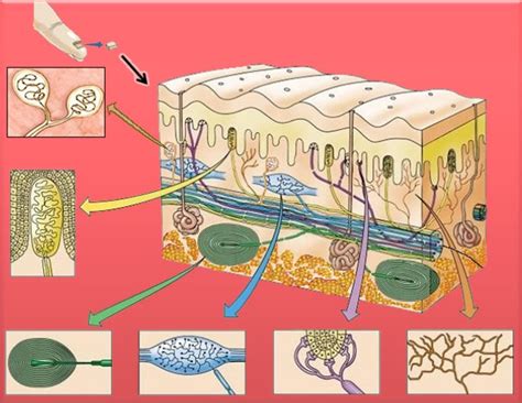 Representación esquemática de las terminaciones nerviosas en la piel y el tejido subcutáneo.