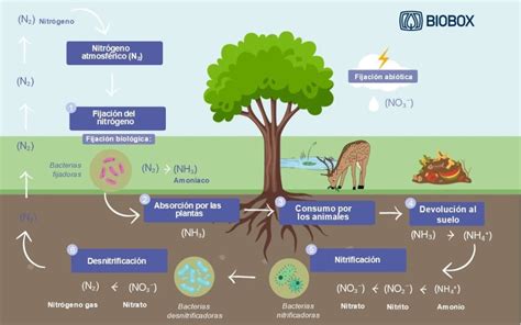 Infografía que ilustra el ciclo del metabolismo social, mostrando la interacción entre la sociedad y la naturaleza en la transformación de materiales y energías.