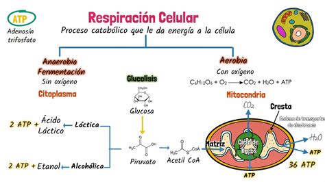 Diagrama esquemático de la respiración celular, mostrando las etapas de glucólisis, ciclo de Krebs y fosforilación oxidativa.