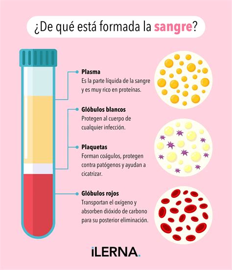Infografía detallando los componentes principales de la dieta Lindaren y sus funciones.