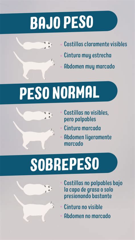 tabla comparativa de signos de sobrepeso en gatos
