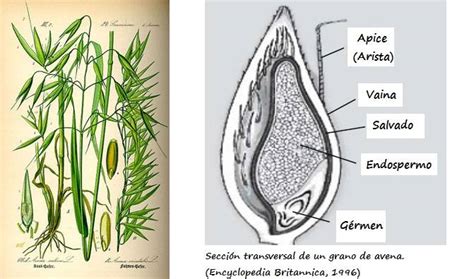 Diagrama que muestra la estructura del grano de avena integral (salvado, germen, endospermo).