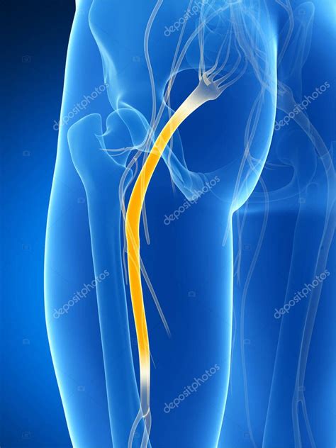 Ilustración anatómica del nervio ciático