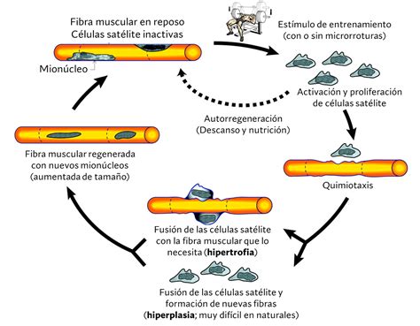 Diagrama que ilustra el proceso de hipertrofia muscular, mostrando el aumento del diámetro de las fibras musculares.