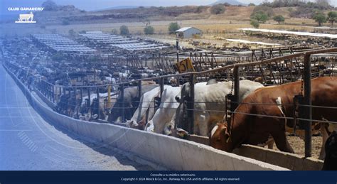 Imagen de toretes en un corral de engorda, destacando la importancia de las prácticas zootécnicas.