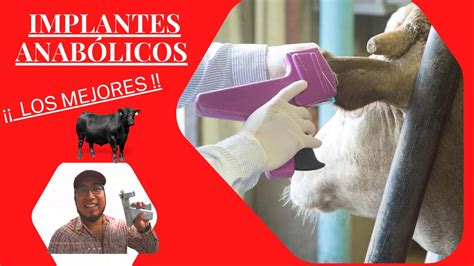 Ilustración detallada de la aplicación correcta de un implante anabólico en bovinos.
