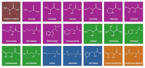 Tabla comparativa de la composición de aminoácidos en diferentes fuentes de proteína para rumiantes.