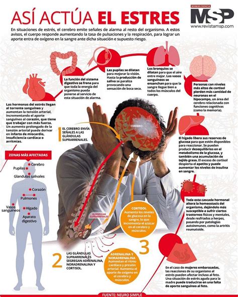 Infografía sobre los efectos del estrés en el cuerpo humano.