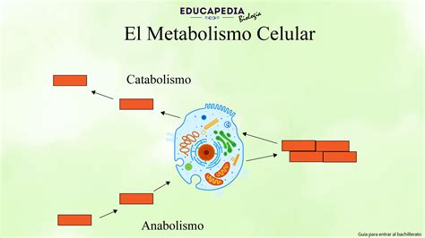 Diagrama que ilustra cómo la genética puede influir en el metabolismo y la acumulación de grasa.