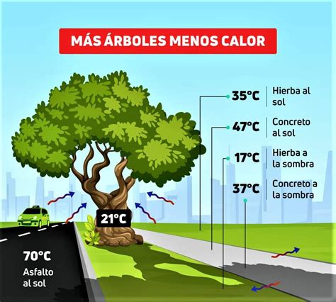 Diagrama explicativo de cómo los árboles reducen la temperatura urbana mediante la sombra y la evapotranspiración.
