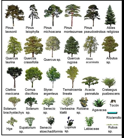 Ilustración mostrando diferentes especies de árboles adecuados para entornos urbanos en climas secos.