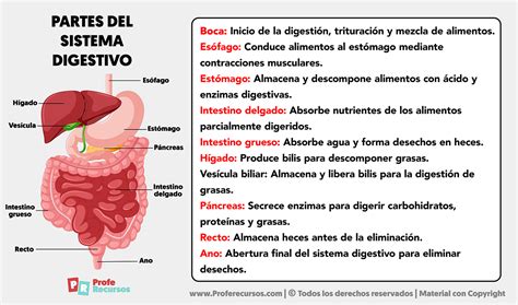 Ilustración del sistema digestivo resaltando el rol de la fibra.