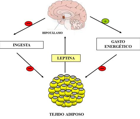 Esquema del ciclo de la leptina y su efecto en el apetito