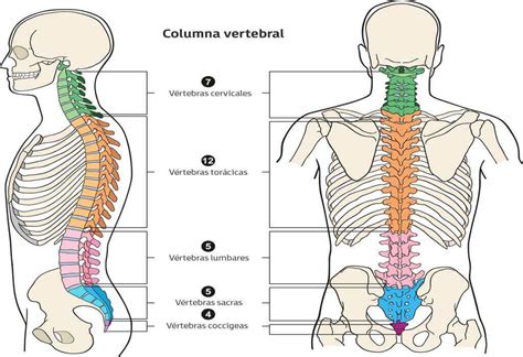 Esquema de la columna vertebral y la zona lumbar con puntos de presión