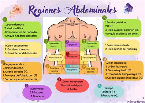 Ilustración mostrando las diferentes áreas del abdomen y los órganos asociados a cada una.