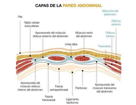 Diagrama anatómico mostrando las capas de la pared abdominal y la ubicación de la aponeurosis.