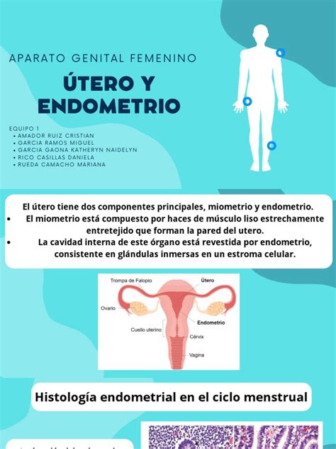 Infografía sobre la anatomía del útero, destacando el endometrio y el miometrio.