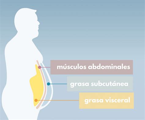 Infografía: anatomía de la grasa abdominal en hombres