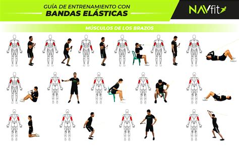 Infografía mostrando la versatilidad de las bandas elásticas en diferentes ejercicios: sentadilla, remo, elevación lateral de hombro.