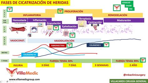 Gráfico ilustrando las diferentes fases de la cicatrización de una herida.
