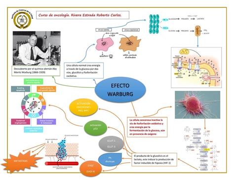 esquema del efecto Warburg y la generación de radicales libres en células cancerosas