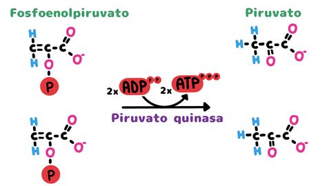 diagrama de la regulación de la piruvato quinasa por acetilación