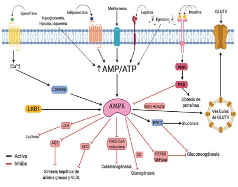 esquema de la interacción entre AMPK y EP300 en células tumorales