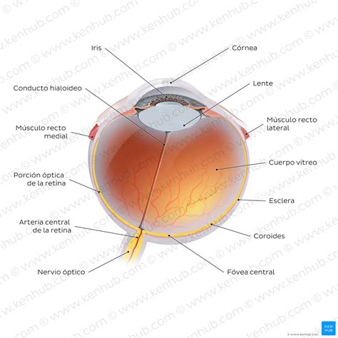 Diagrama sagital de un globo ocular, mostrando sus tres capas principales: fibrosa, vascular y nerviosa.