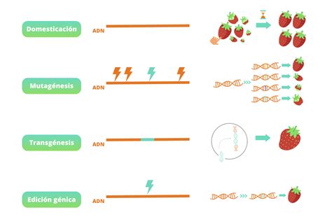 Diagrama del proceso de modificación genética del trigo