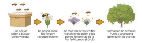 esquema ilustrativo del proceso de polinización por abejas