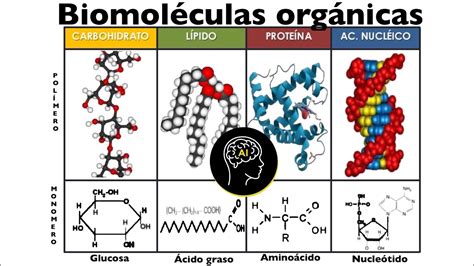 Diagrama general de las biomoléculas orgánicas principales: carbohidratos, lípidos, proteínas y ácidos nucleicos.