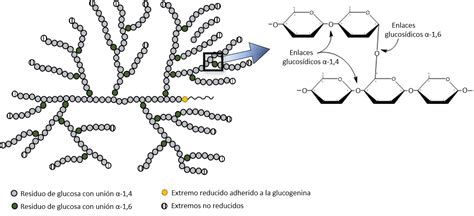 Estructura del glucógeno, mostrando sus ramificaciones.