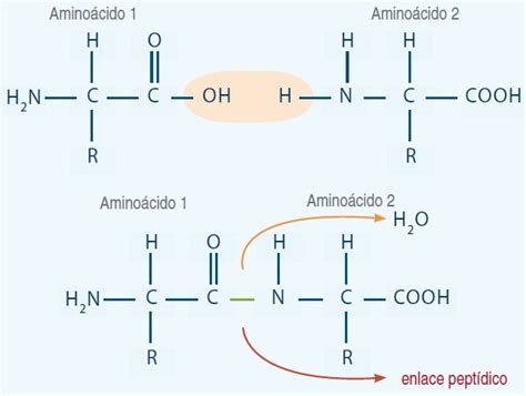 Diagrama del enlace peptídico entre dos aminoácidos.