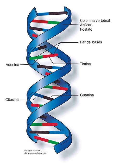 Representación de la estructura de doble hélice del ADN.