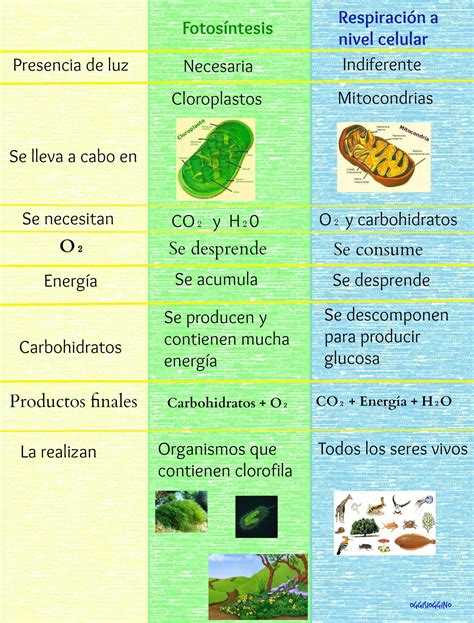 Diagrama comparativo de la fotosíntesis y la respiración celular, indicando sus orgánulos y compartimentos.