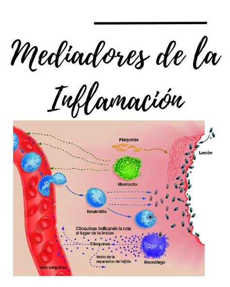 Diagrama que ilustra los mediadores inflamatorios (adipocinas) liberados por el tejido adiposo y su posible impacto en las vías respiratorias