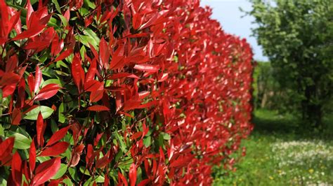 Ilustración de un seto artificial verde y frondoso en un jardín, separando dos áreas.