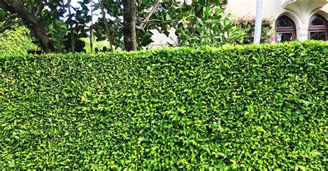 Comparativa visual de setos artificiales bicolor y tricolor mostrando la densidad de las hojas.