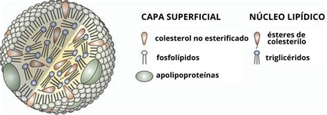Ilustración de la estructura de una lipoproteína, mostrando su núcleo lipídico y capa externa proteica y lipídica.