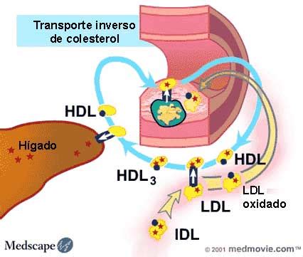 Diagrama ilustrando el transporte inverso del colesterol mediado por las HDL.